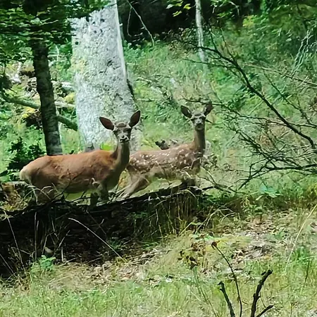 Le Nid Des Cimes Nyaraló *