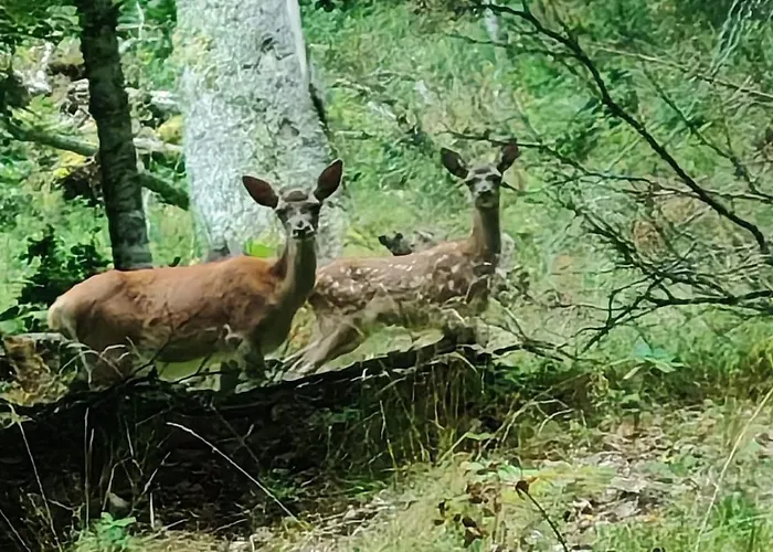 Le Nid Des Cimes Nyaraló *